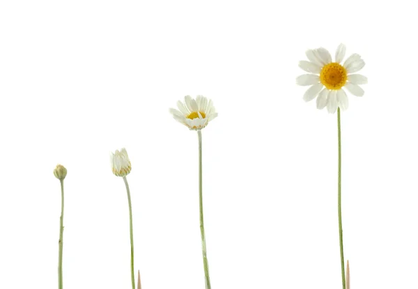 Différents stades de croissance de la marguerite blanche — Photo