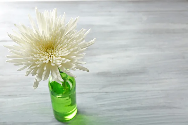 White chrysanthemum on wooden — Stock Photo, Image