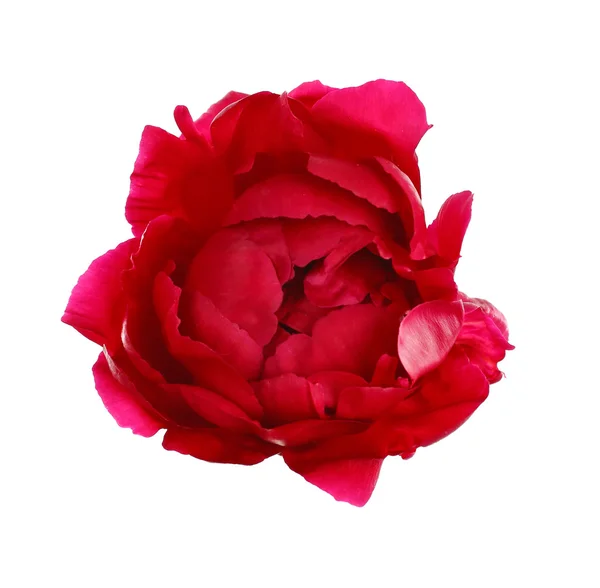 Red peony, isolated — Stock Photo, Image