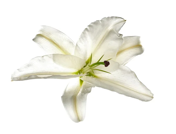 White lily, isolated — Stock Photo, Image