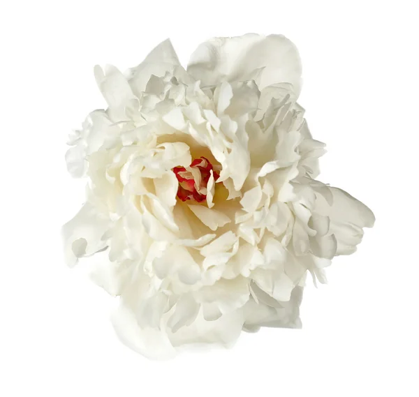 Peonia bianca, isolata — Foto Stock