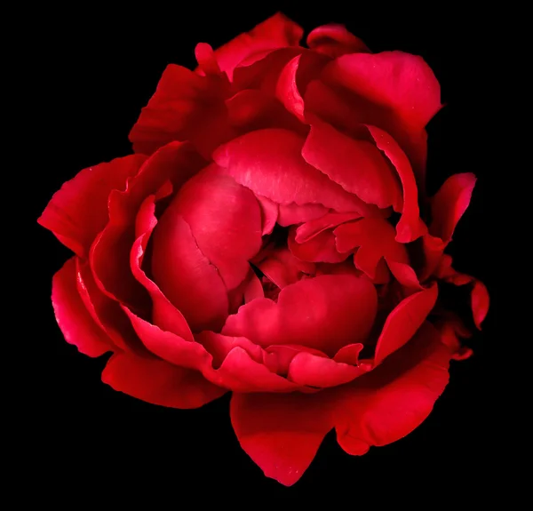 Red peony on black — Stock Photo, Image