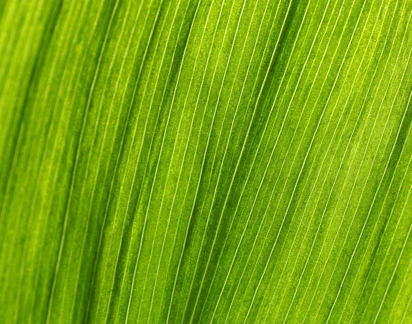 Folha verde, close-up — Fotografia de Stock
