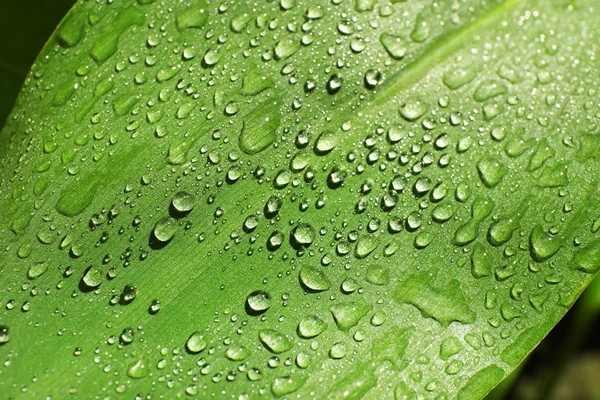 Folha verde com gotas de orvalho — Fotografia de Stock