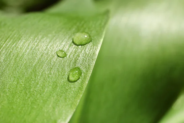 Green leaf with dew drops — Stock Photo, Image