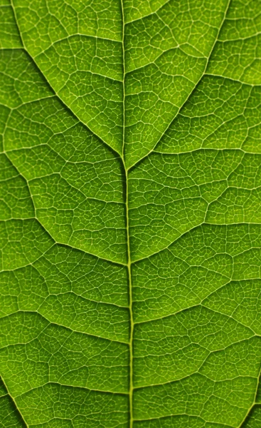 Texture d'une feuille verte — Photo