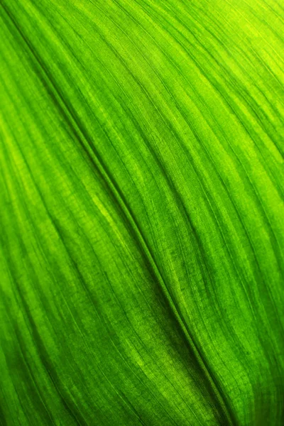 Folha verde, close-up — Fotografia de Stock