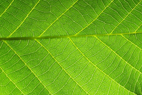 Textura de la hoja verde — Foto de Stock