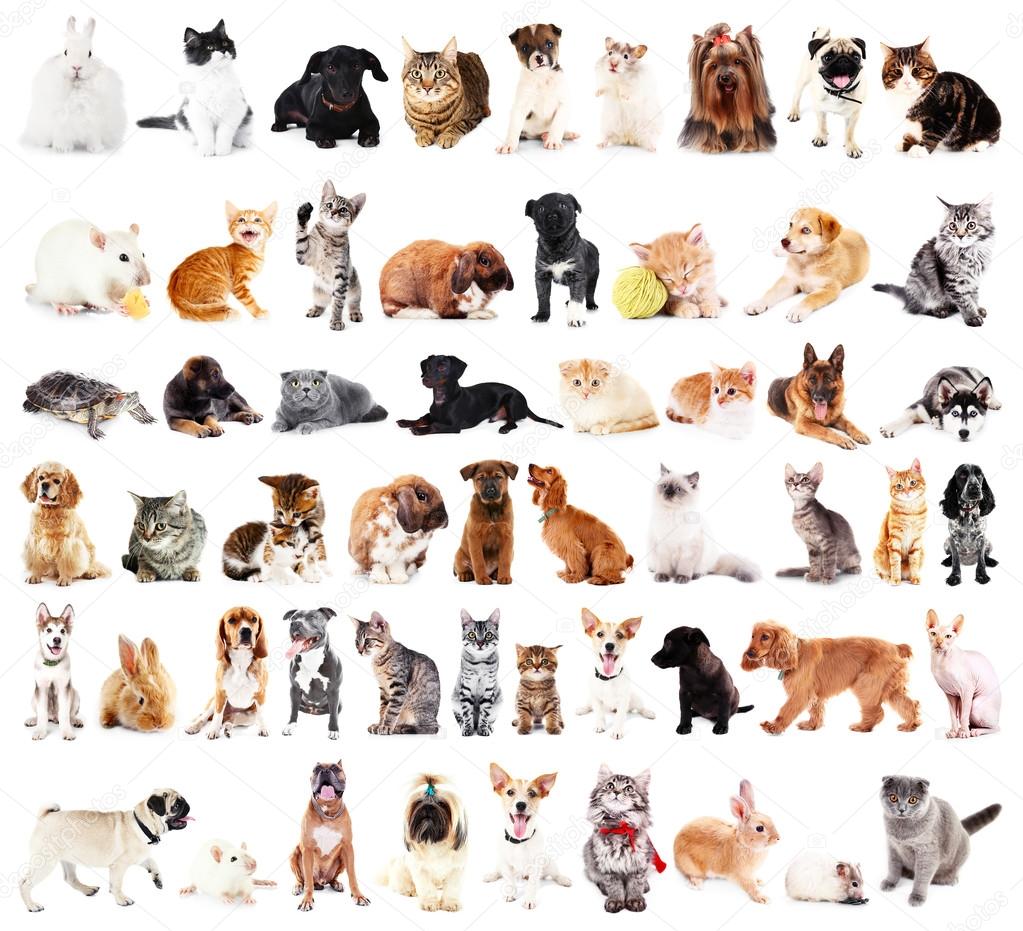 Group of cute pets Stock Photo by ©belchonock 114930506