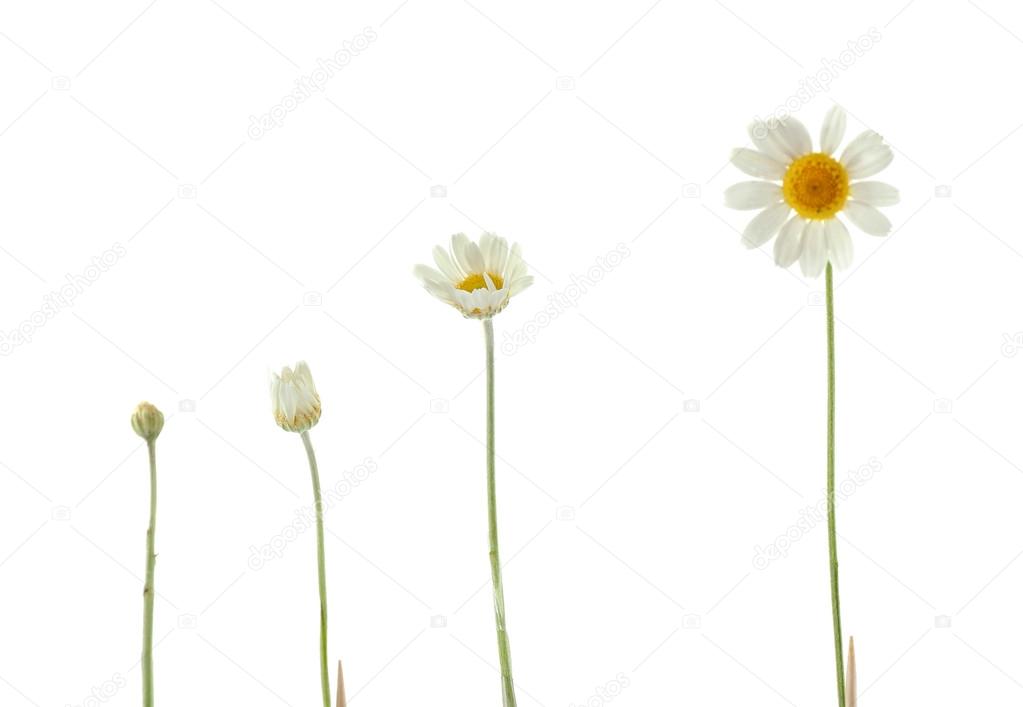 Different growth stages of white daisy Stock Photo by ©belchonock 114934474