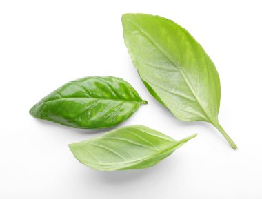 taze fesleğen yaprağı 