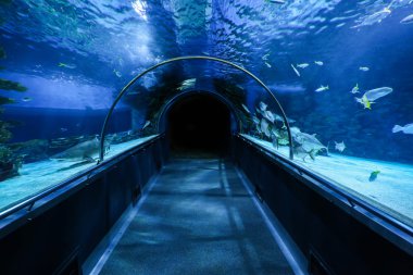 Boş oceanarium tünel