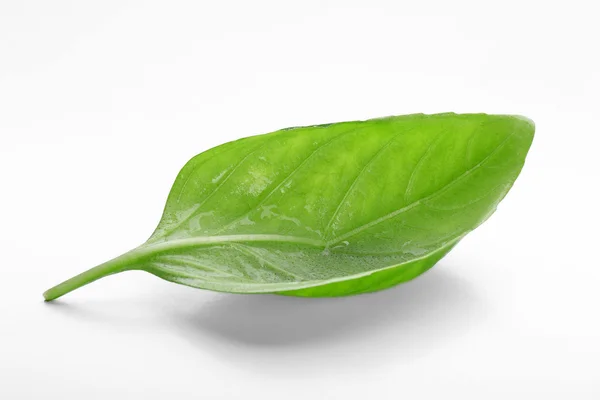 Fresh basil leaf — Stock Photo, Image