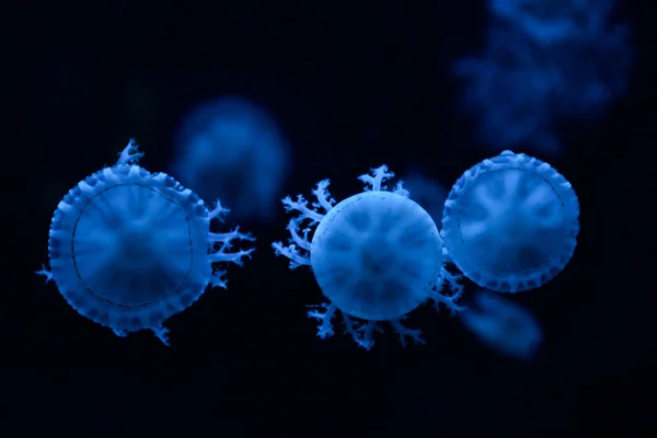 Meduse blu nell'oceanario — Foto Stock