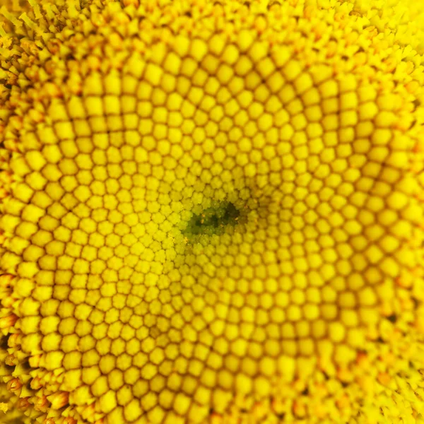 Textura margarida amarela — Fotografia de Stock