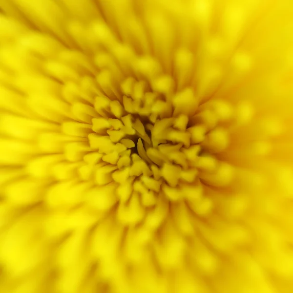 Textura margarida amarela — Fotografia de Stock