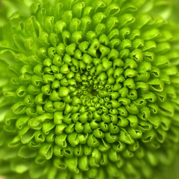 Green flower, closeup — Stock Photo, Image