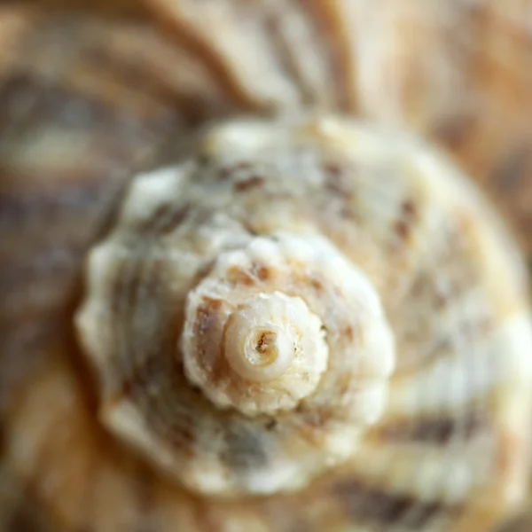 Beautiful Seashell, close up — стоковое фото