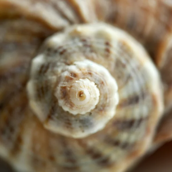 Beautiful Seashell, close up — стоковое фото