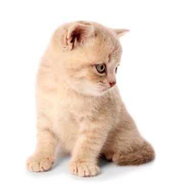 küçük şirin kedi yavrusu