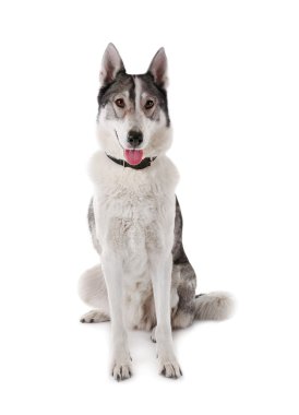 Şirin Huskie köpek