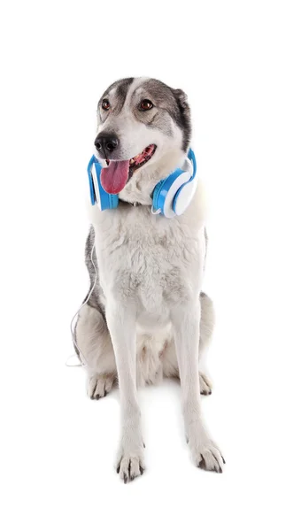 Hermoso perro en auriculares —  Fotos de Stock