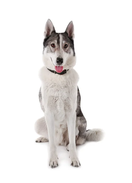 Cão Huskie bonito — Fotografia de Stock