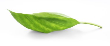 taze fesleğen yaprağı 