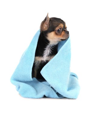 Banyo sonra Chihuahua köpek yavrusu 