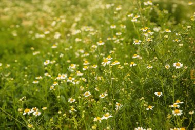 Çayır üzerinde güzel chamomiles