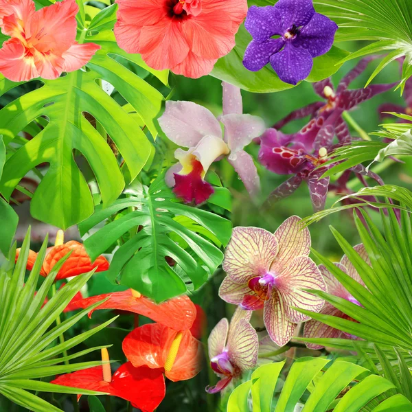 Тропічний фон з різними квітами — стокове фото