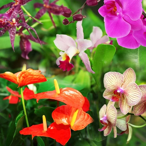热带的背景，不同的花 — 图库照片