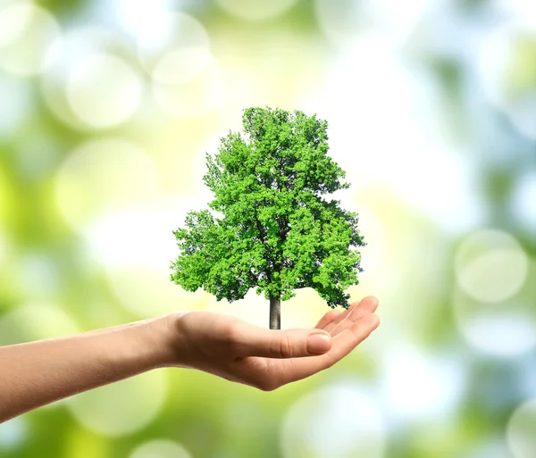 Mano femenina sosteniendo árbol verde — Foto de Stock