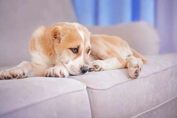 Centraal-Aziatische herder pup — Stockfoto