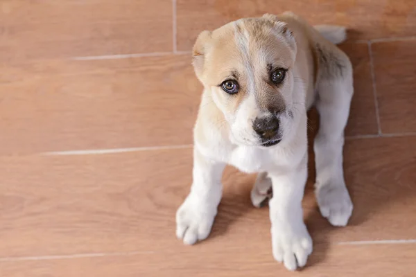 中央アジアのシェパードの子犬 — ストック写真