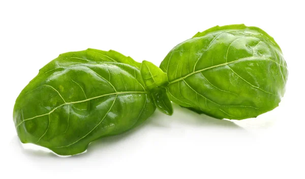 Fresh basil leaves — Stock Photo, Image