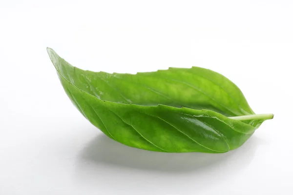 Fresh basil leaf — Stock Photo, Image