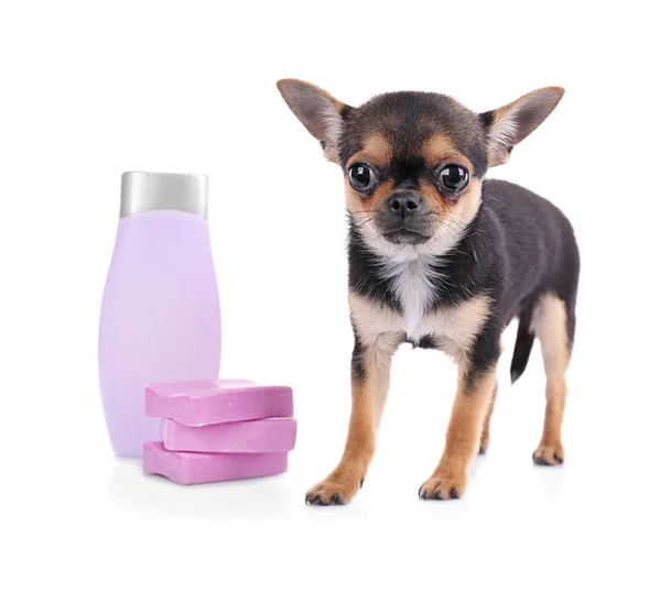 Chihuahua cachorro y champú —  Fotos de Stock
