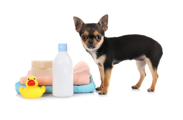 Chihuahua cachorro y toallas — Foto de Stock