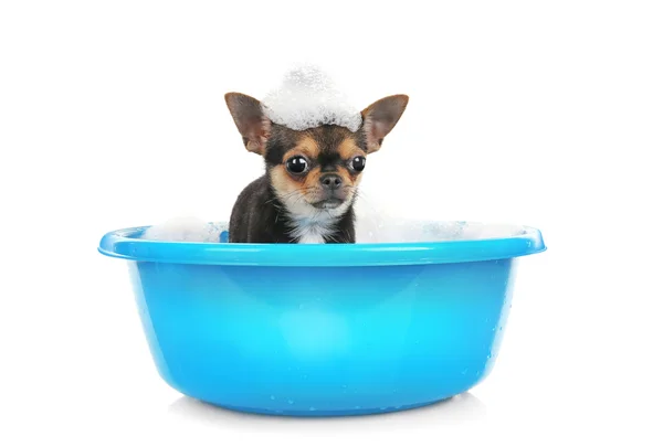 Chihuahua köpek yavrusu, banyo — Stok fotoğraf