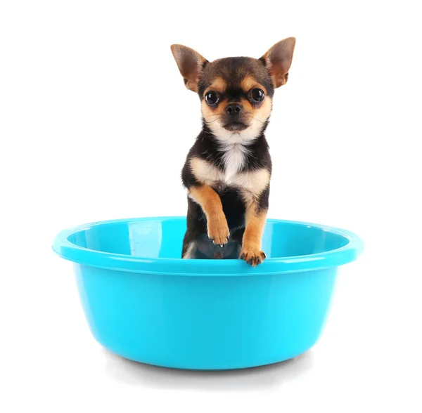 Chihuahua Puppy in bath — Stock Photo, Image