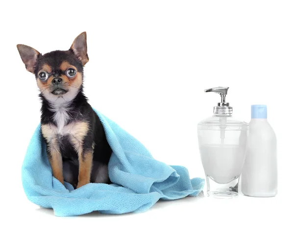 Chihuahua pup na bad — Stockfoto