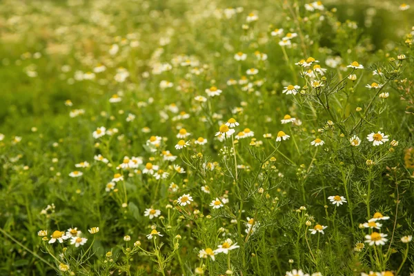 Beautiful chamomiles on meadow — Stock Photo, Image