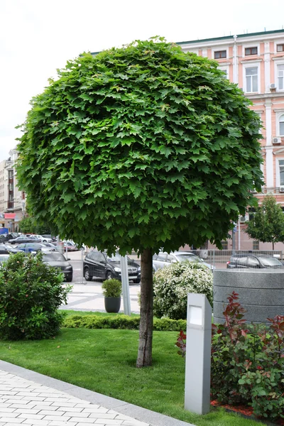 Runda formade träd — Stockfoto