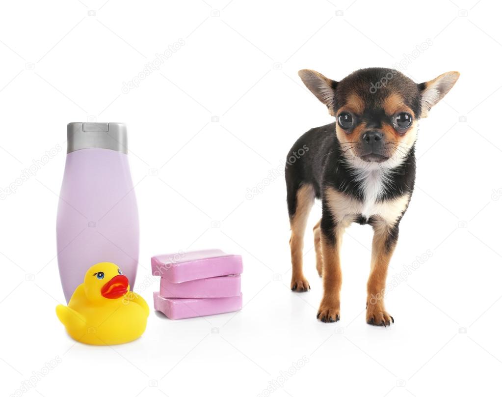 Chihuahua puppy and shampoo Stock Photo by ©belchonock 115405026
