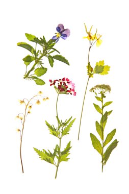 güzel kuru çiçekler