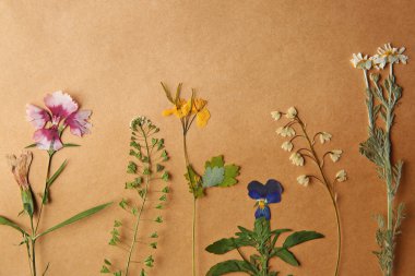 güzel kuru çiçekler 