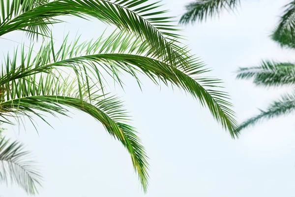 Grønne palmeblade - Stock-foto