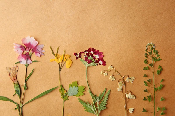 Piękne kwiaty suszone — Zdjęcie stockowe