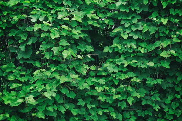 緑のブッシュ バック グラウンド — ストック写真